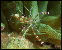 Yucatan shrimp  by Durand Gerald 